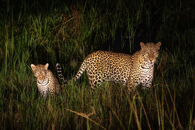A Night Safari At Karenge Bush Camp