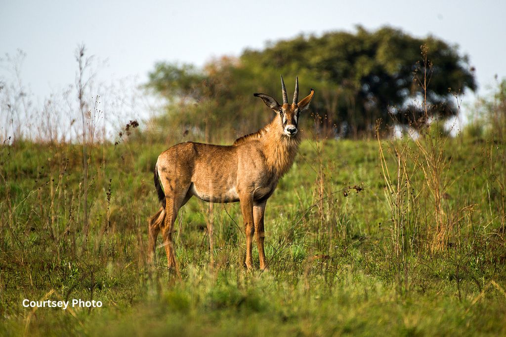 Walking Along Akagera