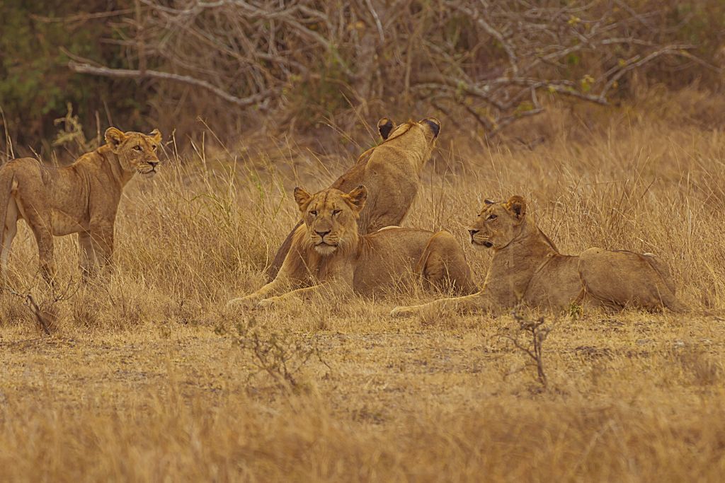 Wildlife In Mohona Plains Inside Akagera National Park