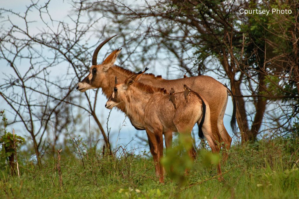 A Day Trip To Akagera National Park