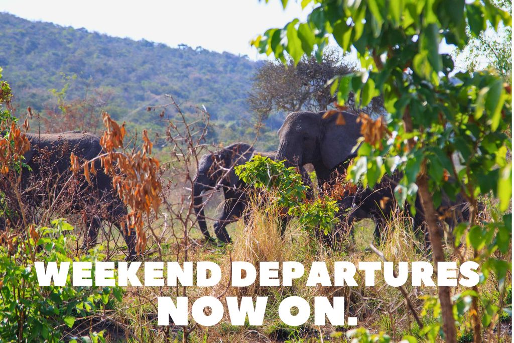 Weekend Departure To Akagera National Park