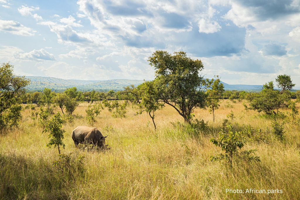 White Rhino Walks At Karenge Bush Camp